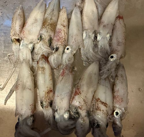 マメイカの釣果