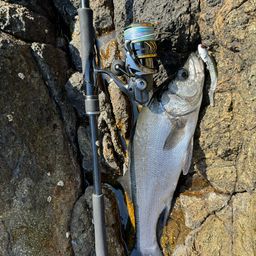 セイゴ（ヒラスズキ）