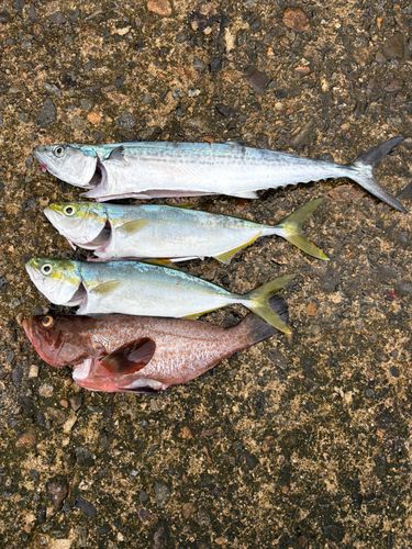 サゴシの釣果