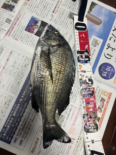 チヌの釣果