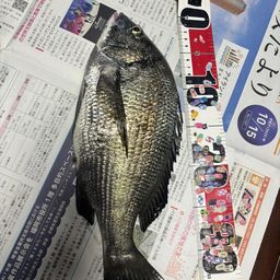 チヌ