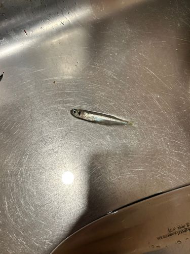 カタクチイワシの釣果
