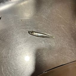 カタクチイワシ