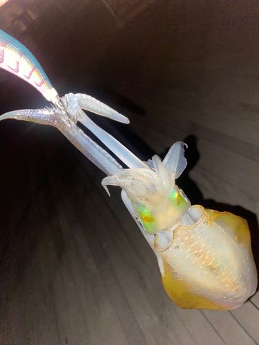 錦江湾
