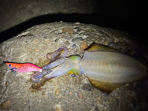 アオリイカの釣果