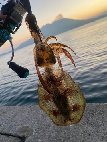 アオリイカの釣果