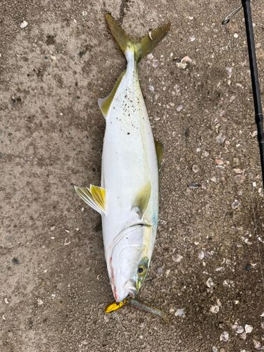 ハマチの釣果