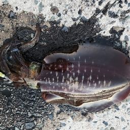 アオリイカ