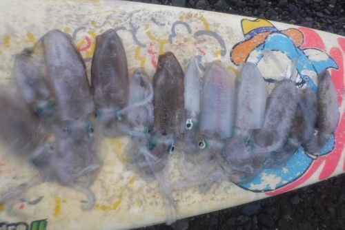 釣果