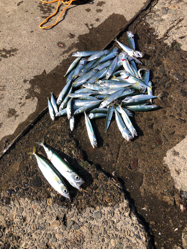 サバの釣果