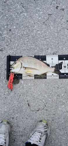 ヘダイの釣果