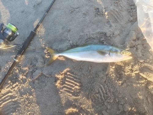 イナダの釣果