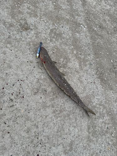 エソの釣果