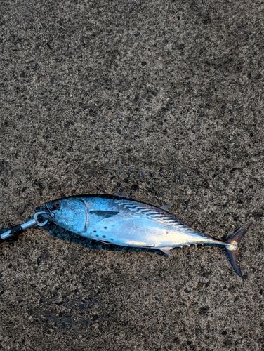 スマガツオの釣果