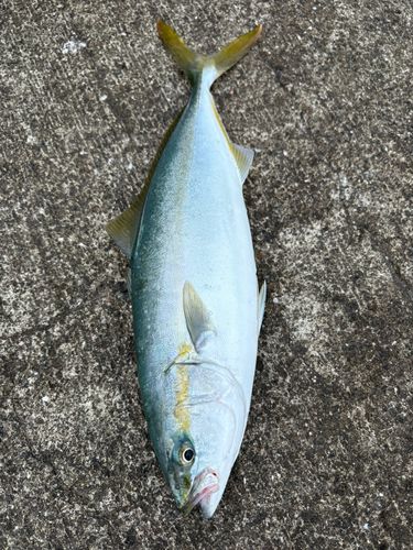 ヤズの釣果