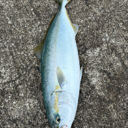ヤズ