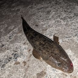 イラブチャー