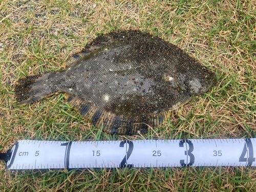 マツカワの釣果