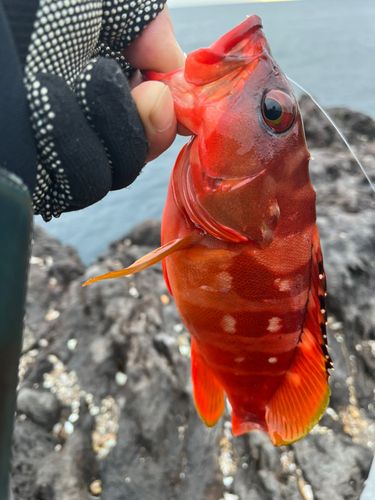 アカハタの釣果