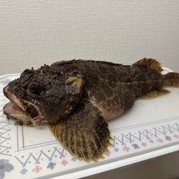 カジカ