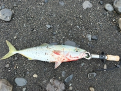 イナダの釣果