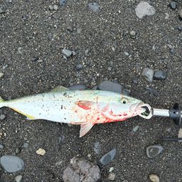 イナダ
