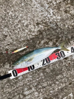 ワカシの釣果
