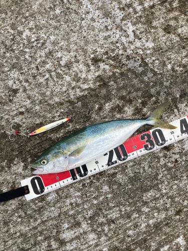 ワカシの釣果