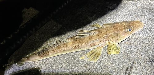 イネゴチの釣果