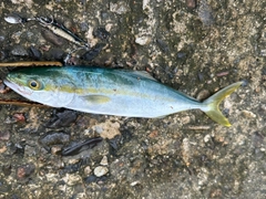 コゾクラの釣果