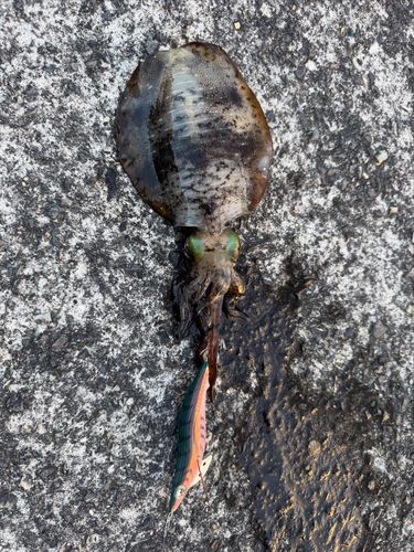 アオリイカの釣果