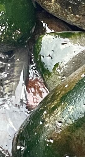 アキアジの釣果