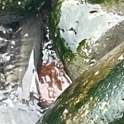 アキアジ