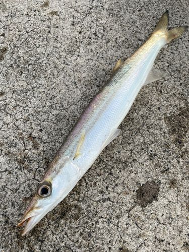 カマスの釣果