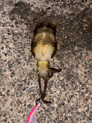 アオリイカの釣果