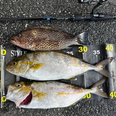 シオの釣果