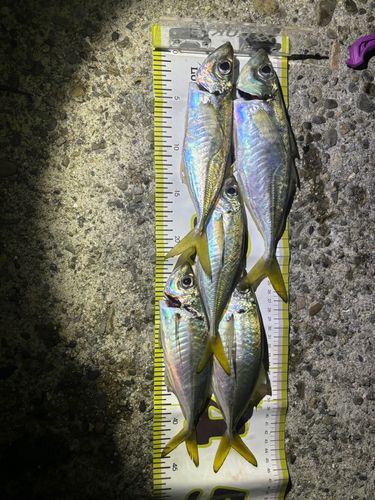 アジの釣果