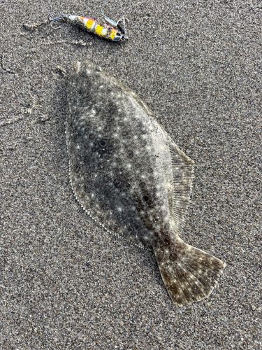ソゲの釣果