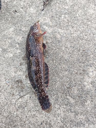 クジメの釣果