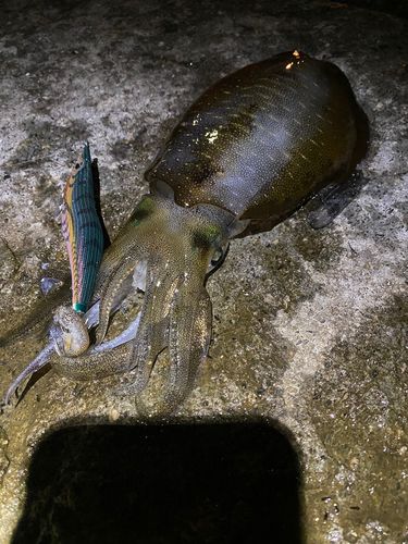 アオリイカの釣果
