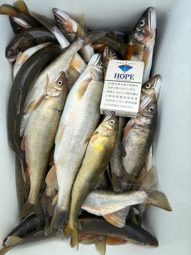 アユの釣果