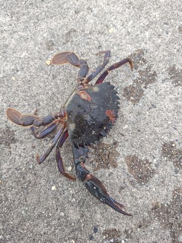 イシガニの釣果