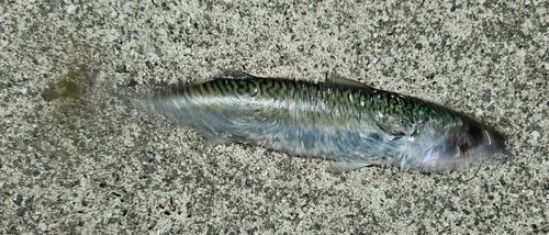 サバの釣果