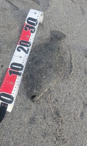 ソゲの釣果