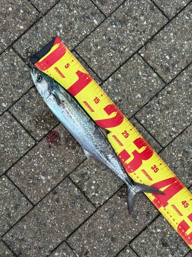 釣果
