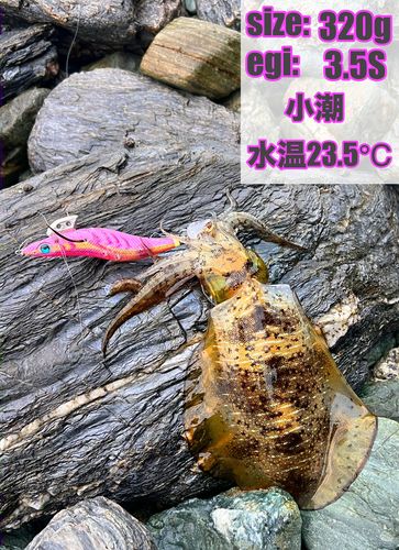 イカの釣果