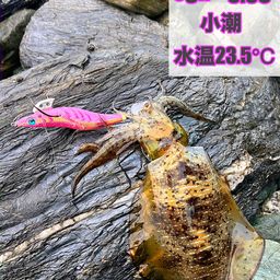 イカ