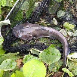 アメリカナマズ