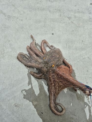 三陸海岸（青森）