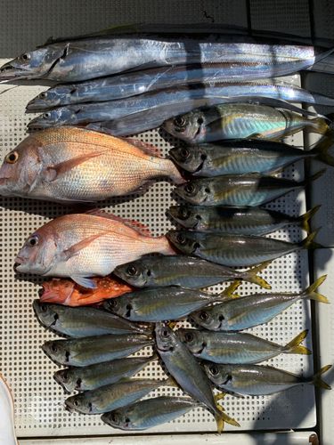 タイの釣果